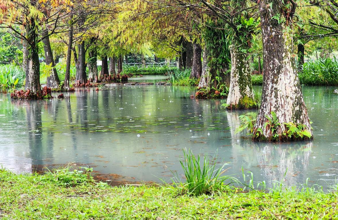 民國時期宜蘭地區公共給水深溝水源生態園區落雨松