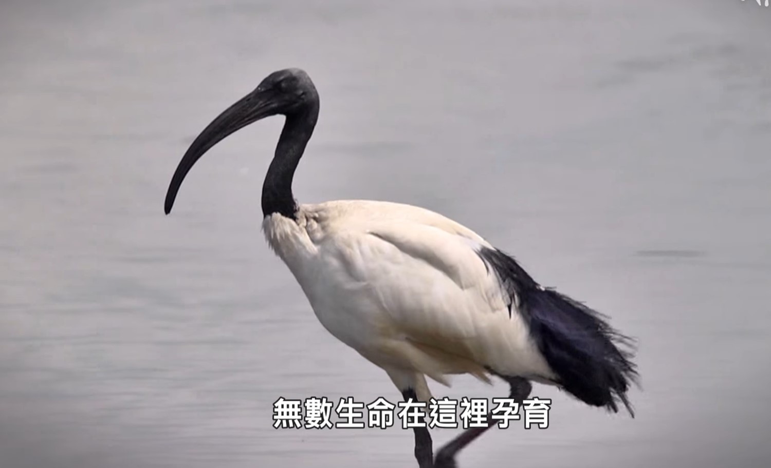 大甲溪孕育了無數生命