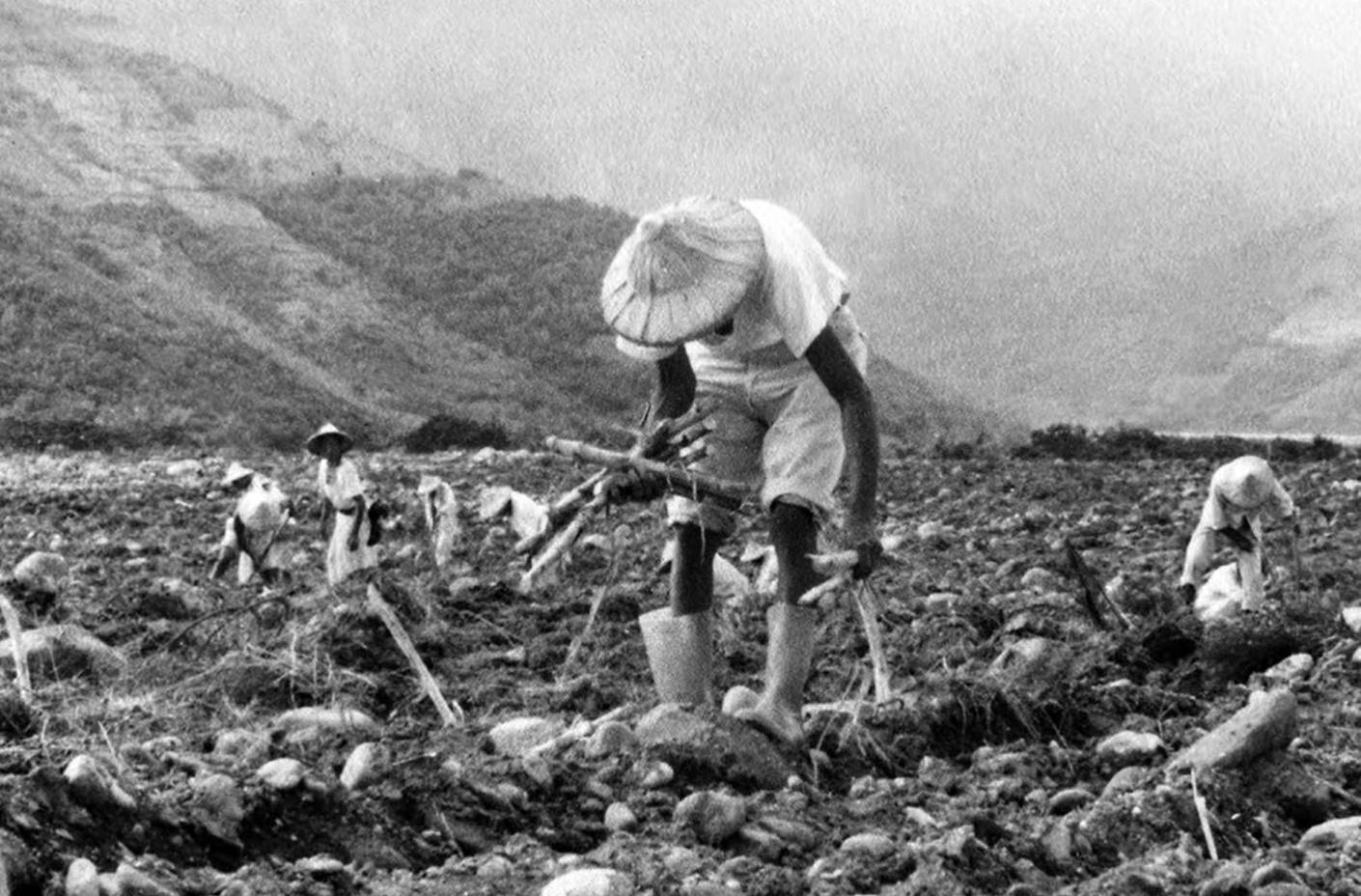 日治時代鐡道台東線經過的台東池上農場農耕舊照