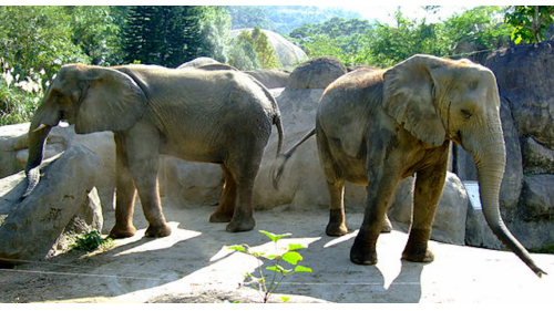 榮工處承辦新動物園第一期土木工程，於1982年2月開工，經過4年多的辛勤努力，於1985年11月完工。施工項目包括早期的整地工程，以及大門入口區兒童動物區、蝴蝶館、蝴蝶谷公園、沙漠澳洲非洲動物區、夜行動物館、教育行政中心、展示中心及其他各項休憩設施等，此外，並包括植生景觀及自然環境整理修飾。