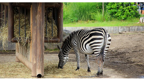 榮工處承辦新動物園第一期土木工程，於1982年2月開工，經過4年多的辛勤努力，於1985年11月完工。施工項目包括早期的整地工程，以及大門入口區兒童動物區、蝴蝶館、蝴蝶谷公園、沙漠澳洲非洲動物區、夜行動物館、教育行政中心、展示中心及其他各項休憩設施等，此外，並包括植生景觀及自然環境整理修飾。
