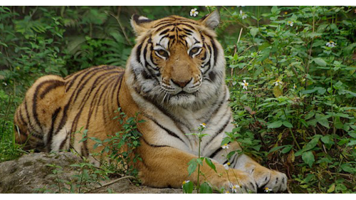 榮工處承辦新動物園第一期土木工程，於1982年2月開工，經過4年多的辛勤努力，於1985年11月完工。施工項目包括早期的整地工程，以及大門入口區兒童動物區、蝴蝶館、蝴蝶谷公園、沙漠澳洲非洲動物區、夜行動物館、教育行政中心、展示中心及其他各項休憩設施等，此外，並包括植生景觀及自然環境整理修飾。