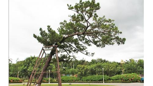 日治時代台南地區公供給水台南水道水源區內日治時期日本裕仁皇太子手種的黑松。