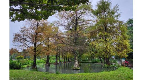 民國時期宜蘭地區公共給水深溝水源生態園區落雨松