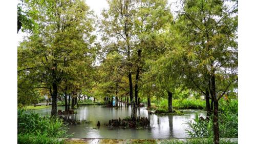 民國時期宜蘭地區公共給水深溝水源生態園區落雨松