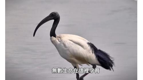 大甲溪孕育了無數生命